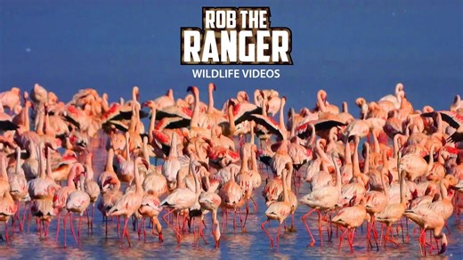 Incredible Birdlife Flourishes Around Lake Nakuru