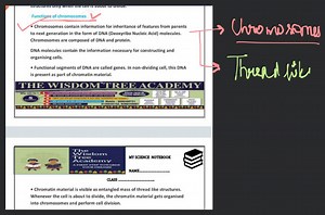 Functions of chromosomes- Chromosomes contain information for ... | Filo