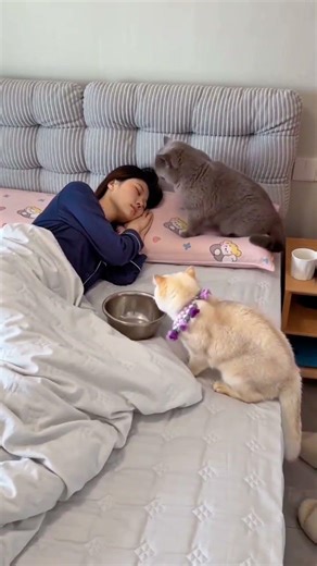 The front is most united when begging for food. Debut plan for cute pets. My cat. The status of