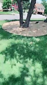 Driver Delivers Thirsty Turtle to Water