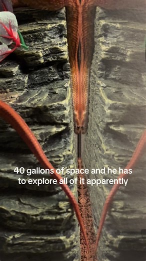 Garfield the Orange Corn Snake: Exploring His 40 Gallon Habitat