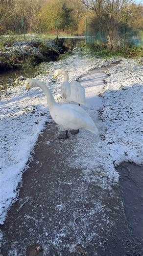 Our beautiful Whooper Swans 🪶 #swan #swans #snow #birds