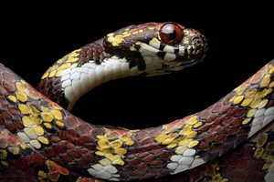 Newly described DiCaprio’s snake and others threatened by mining in Ecuador and Panama