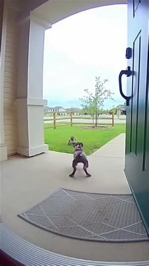 PIBBLE VS SQUIRREL (AND MOM DOESN’T HELP) 😱🐿️ #DoorbellCam #FunnyDogs #Viral #YouTubeShorts