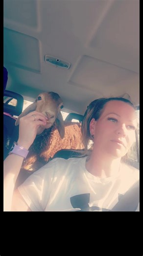 Miss Maple joined me for School Drop Off this morning!! #lamblife #missmaple #carrides #snacks