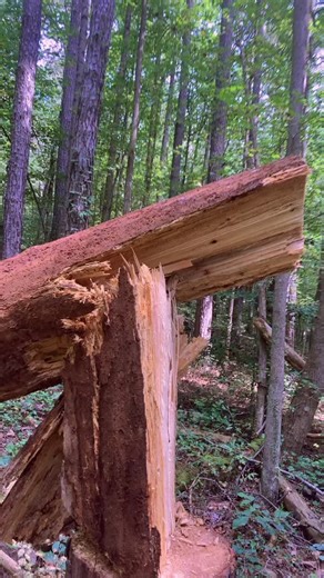 #barberchair #barberchairtree #treework #treeservice #foryoupage #foryou #foru #fyp #dangerous #danger #bigdrop #rottentree #faith I wish I wasaclimer