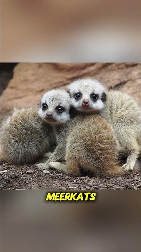 Cutest Animal Photos You've Ever Seen #animals #cute #viral