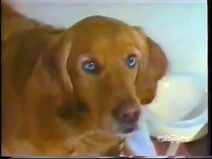 Woman transforms into a dog!