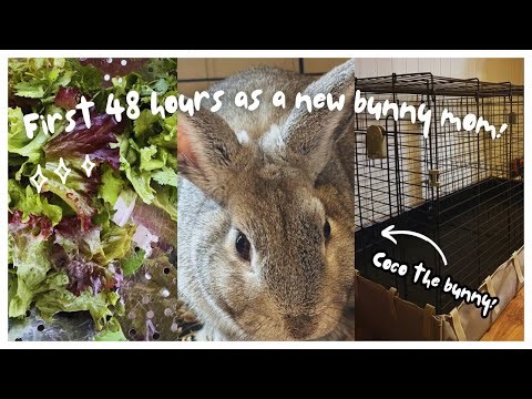 Finally Getting a Bunny at 31 Years Old 🤭 | Days in the Life of a New Bunny Mom! 🐰