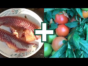 Bury fish leftovers under tomato plant. Amazing Result!