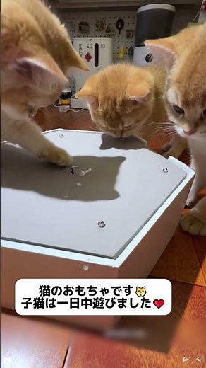 このおもちゃはとても面白くて,買って来てから,猫は一日中遊んでいました#可愛い #ペット用品 #おすすめ