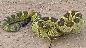 18K views · 696 reactions | Crotalus molossus is a venomous pit viper species found in the southwestern United States and Mexico. Video by: McFadden Ranch Huachuca Mountains, Arizona. | Snakes | Facebook