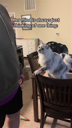 #cat #kitten #mainecoon #string #cattoy