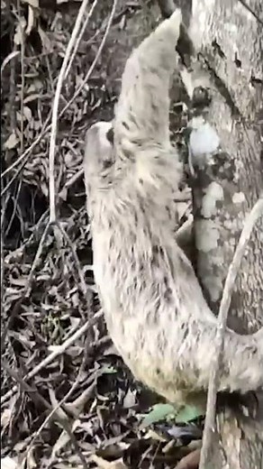 Sloth Gives High-Five to Man Who Helped Him! #Sloths #Shorts