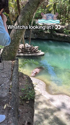 Wild Africa Trek Tour at Disney's Animal Kingdom #disneylife #birthdaycelebration #disneyday