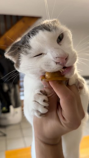 Le chat lascarwww toujours accro à la tétine ! 🍼 #chat #chaton #catlover #chatfou #chatdrole #chats | Mr.Lucky le chat