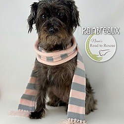 Benton, LA - Standard Schnauzer. Meet Rainbreaux a Pet for Adoption - AdoptaPet.com