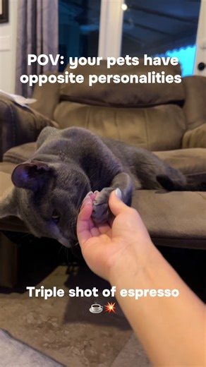 There are two types of pets in this world, and some people have one of each!🤣 #PetCare #CareYouTrust #TwoTypesOfPets #PetLife #FunnyPets #ChaosAndCalm #OppositesAttract #Cats #Dogs #Funny #Pets | PetMeds