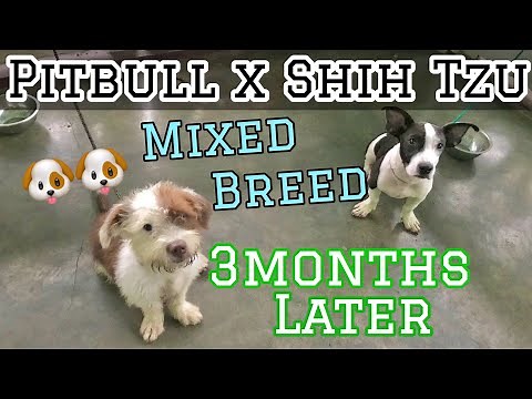 Pitbull x Shih Tzu Mixed Breed Puppies 3mos later | Mico Vlogs