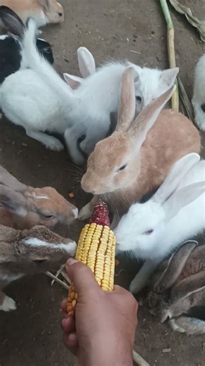 Happy Rabbits Living Their Best Farm Life #animals #rabbit #cute