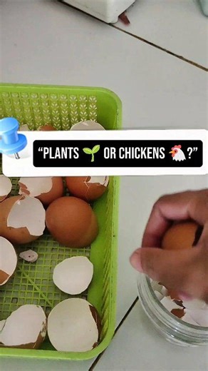 1.4K views | I never waste eggshells. This simple powder can be super useful — but how would you use it?   Plants  Chickens Vote in the poll ⬇️ #eggshellpowder #gardentips #plantfood #chickenfeed #sustainableliving #zerowastehome #homegarden #simpleliving | Haerul Haerul | Facebook
