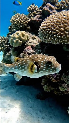 Puffer Fish Facts | The Fish That Inflates to Survive 🐡