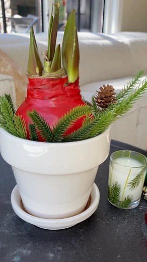 Table centerpieces - what's your style? Get ready for the holidays and add warmth to your home with a beautiful table centerpiece! ⁠ ⁠ Read about ideas for adding Paperwhites and Amaryllis bulbs to your centerpieces in our latest blog post:⁠ 🌲http://grow.edenbrothers.com/tips-for-using-amaryllis-and-paperwhites-for-holiday-centerpieces/⁠ ⁠ ⁠ ⁠ #edenbrothers #centerpieces #tablescapes #holidays #holidaycenterpiece | Eden Brothers