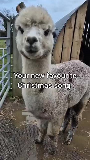 Flint has the voice of an angel! Let's make it Christmas Number One please and thanks 😅 #alpacafarm #stubbsfarmalpacas #alpacas #christmas25 #alpacafarmnorfolk