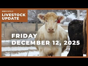 Live cattle prices jump more than $8 this week | Weekly Livestock Market Update