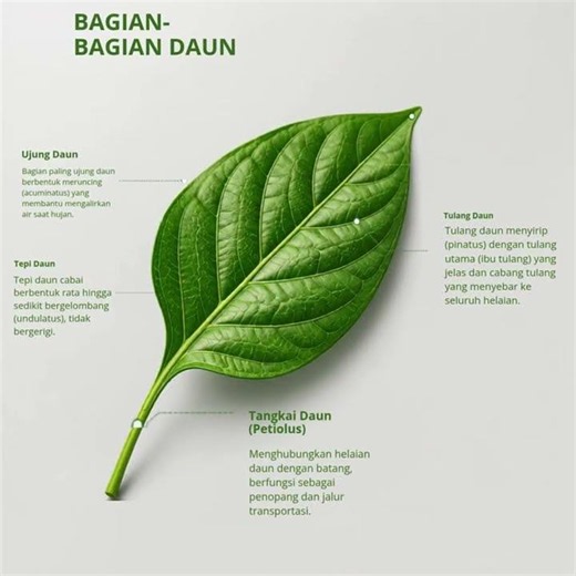 Bagian-bagian daun