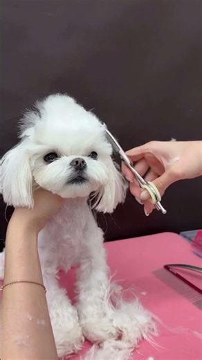 ✨ Meet our little bundle of joy, a Maltese puppy as adorable as a fluffy cloud! 😍