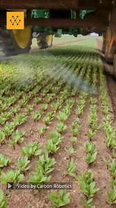 10K views · 169 reactions | Laser weeding in densely planted chard....