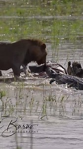 The lion fights fiercely with the tyrant crocodile to compete for the bait and the unexpected ending | Animal Future