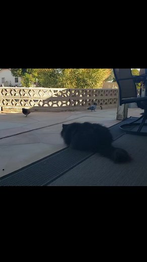 Pigeon tease a cat #birds #persiancats #catlover #catmom #catdad #catsrule #catshangingout #birdwatching | Angel's Eyes - Persian