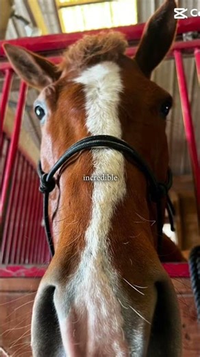 Beautifully wonderful🥰😍🐴#horse #equestrian #horseedit #quarterhorse