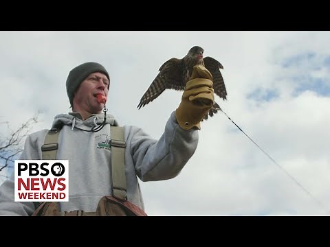 A look inside the ancient sport of falconry practiced by hunters today