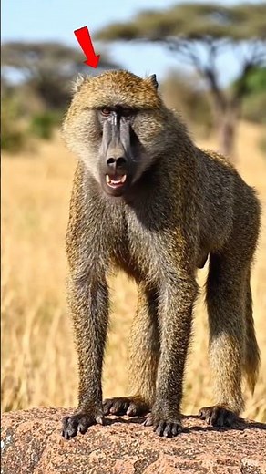 Africa’s Most Aggressive Monkey 😱 | Baboon Monkey #shorts #animalfacts