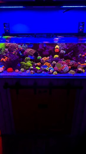 Reef a palooza NYC. I can't wait to see everybody. I hope everybody has a wonderful day............ | Nano Reefer