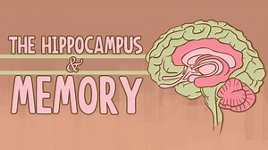 What happens when you remove the hippocampus? - The Mind Voyager
