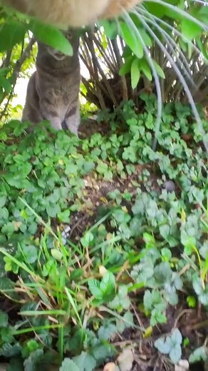 1.5M views · 85K reactions | Most excellent adventure!  #fyp #catlovers #love #cat #cats #nature #photography Insta360 | mr.kitters.the.cat | Facebook