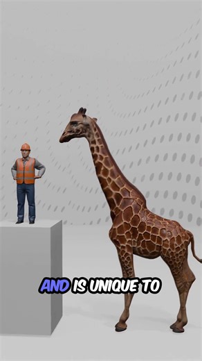 Giraffe Facts: The World’s Tallest Land Animal Explained