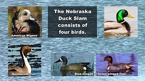 This year, Nebraska Game and Parks, is encouraging duck hunters to take advantage of Nebraska’s great duck hunting opportunities and participate in The Nebraska Duck Slam. Harvest four birds — an American wigeon, mallard, Northern pintail and teal (blue OR green-winged) – in Nebraska and receive an official certificate, Nebraska Duck Slam pin and bragging rights. Learn more: https://fal.cn/33UNe | Nebraska Game and Parks Commission