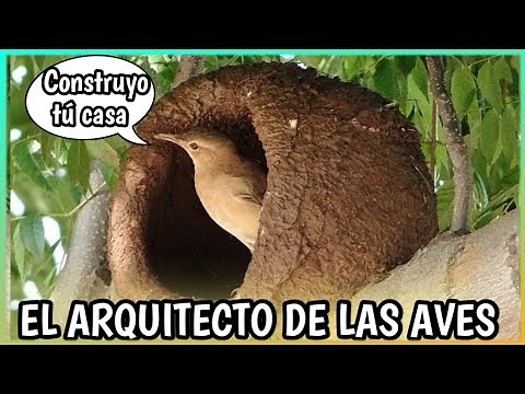 The Ovenbird | The ARCHITECT BIRD: Wow! Discover its nest, fun facts, documentary