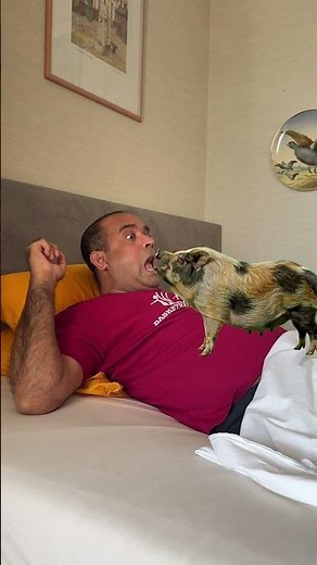 This Pig Is MAD I Overslept 😂 #FunnyAnimals