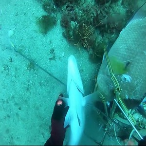 23K views · 334 reactions | New spot love | Sea Discover | Facebook