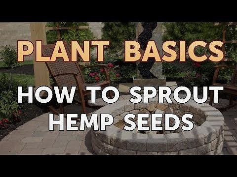 How to Sprout Hemp Seeds