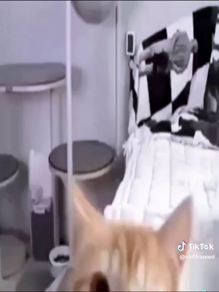 Cute Cats: Celebrating Friday with Adorable Moments