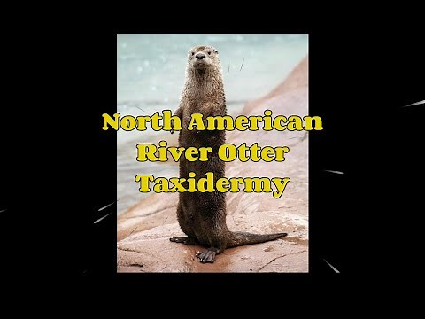 River Otter Taxidermy - Part 2 - Mounting The Otter