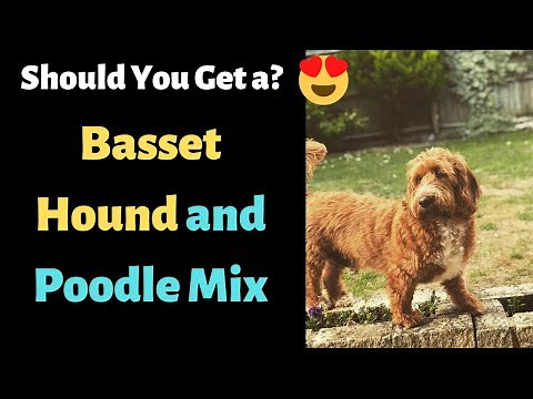 Basset Hound and Poodle Mix (Bassetdoodle): Should You Get It for yourself?