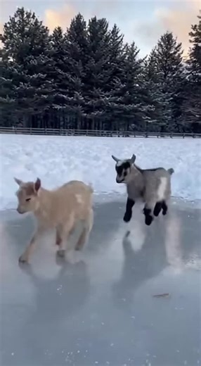 Adorable Mini Calf Moments That Will Melt Your Heart
